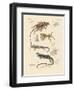 Strange Lizards-null-Framed Premium Giclee Print