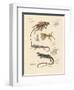 Strange Lizards-null-Framed Premium Giclee Print