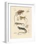 Strange Lizards-null-Framed Giclee Print