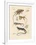 Strange Lizards-null-Framed Giclee Print