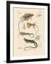 Strange Lizards-null-Framed Giclee Print