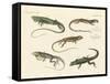 Strange Lizards-null-Framed Stretched Canvas