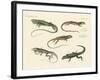 Strange Lizards-null-Framed Giclee Print