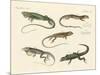 Strange Lizards-null-Mounted Giclee Print