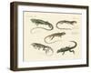 Strange Lizards-null-Framed Giclee Print