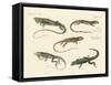 Strange Lizards-null-Framed Stretched Canvas