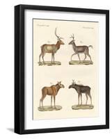 Strange Mammals-null-Framed Giclee Print