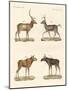 Strange Mammals-null-Mounted Giclee Print
