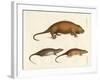 Strange Mammals-null-Framed Giclee Print