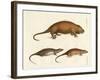 Strange Mammals-null-Framed Giclee Print