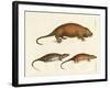 Strange Mammals-null-Framed Giclee Print