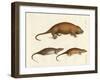 Strange Mammals-null-Framed Giclee Print