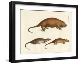Strange Mammals-null-Framed Giclee Print
