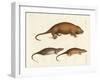 Strange Mammals-null-Framed Giclee Print