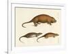 Strange Mammals-null-Framed Giclee Print