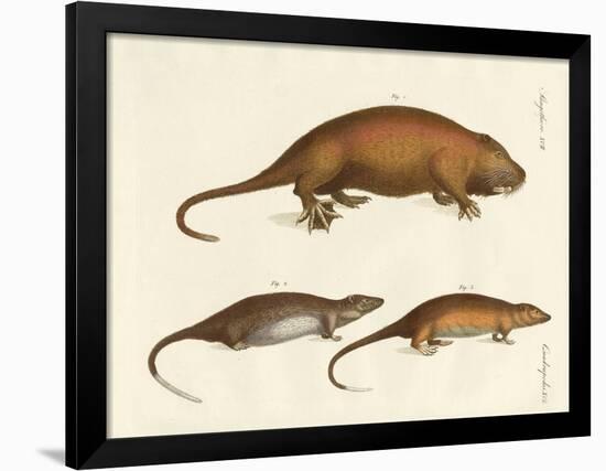 Strange Mammals-null-Framed Giclee Print