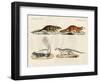 Strange Mammals-null-Framed Giclee Print