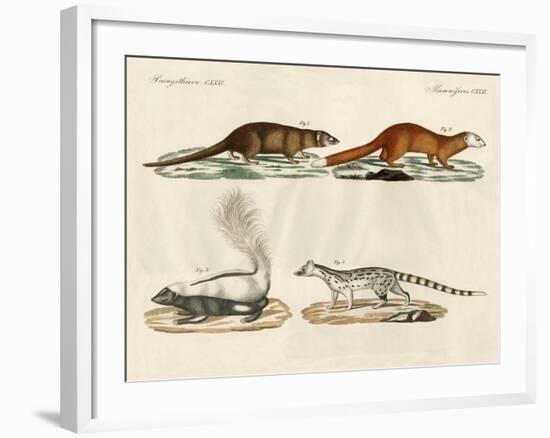 Strange Mammals-null-Framed Giclee Print