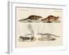 Strange Mammals-null-Framed Giclee Print