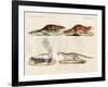 Strange Mammals-null-Framed Giclee Print