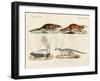 Strange Mammals-null-Framed Giclee Print