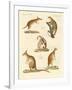 Strange Marsupials-null-Framed Giclee Print