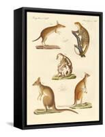 Strange Marsupials-null-Framed Stretched Canvas