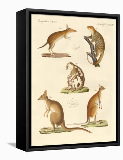 Strange Marsupials-null-Framed Stretched Canvas