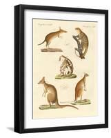 Strange Marsupials-null-Framed Giclee Print