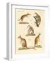 Strange Marsupials-null-Framed Giclee Print