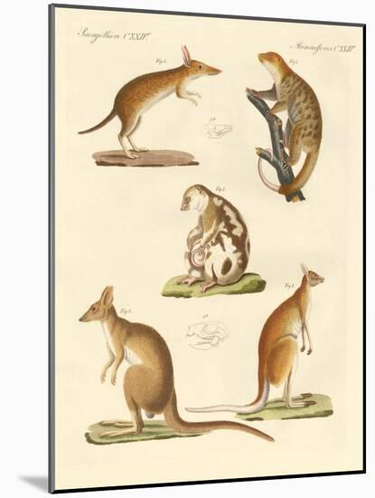 Strange Marsupials-null-Mounted Giclee Print