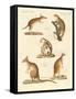 Strange Marsupials-null-Framed Stretched Canvas