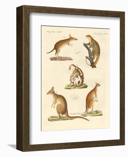 Strange Marsupials-null-Framed Giclee Print