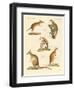 Strange Marsupials-null-Framed Giclee Print