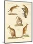 Strange Marsupials-null-Mounted Giclee Print