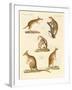 Strange Marsupials-null-Framed Giclee Print