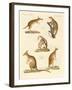 Strange Marsupials-null-Framed Giclee Print