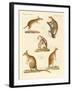 Strange Marsupials-null-Framed Giclee Print