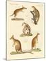 Strange Marsupials-null-Mounted Giclee Print