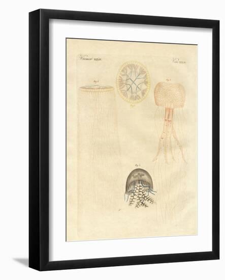 Strange Medusas-null-Framed Giclee Print