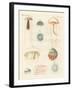 Strange Medusas-null-Framed Giclee Print