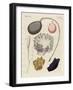 Strange Molluscs-null-Framed Giclee Print