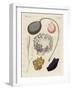 Strange Molluscs-null-Framed Giclee Print