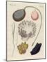 Strange Molluscs-null-Mounted Giclee Print