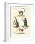 Strange Monkeys-null-Framed Giclee Print