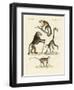 Strange Monkeys-null-Framed Giclee Print