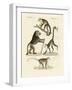 Strange Monkeys-null-Framed Giclee Print