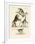 Strange Monkeys-null-Framed Giclee Print