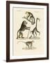 Strange Monkeys-null-Framed Giclee Print