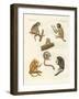 Strange Monkeys-null-Framed Giclee Print